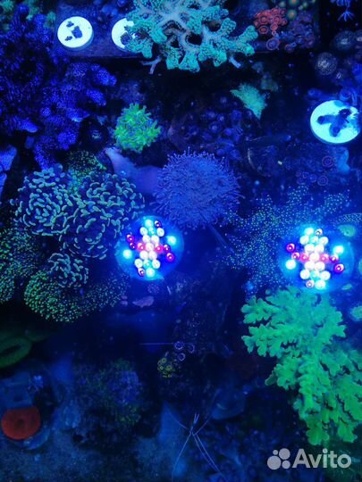 Морской аккариум ораллы