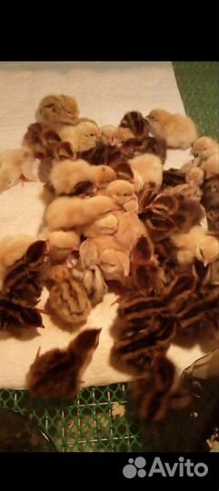 Перепела перепелята и яйцо