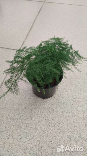 Аспарагусы