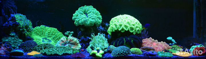 Чистка и обслуживание аквариумов. Срочный выезд