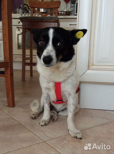 Собака в добрые руки