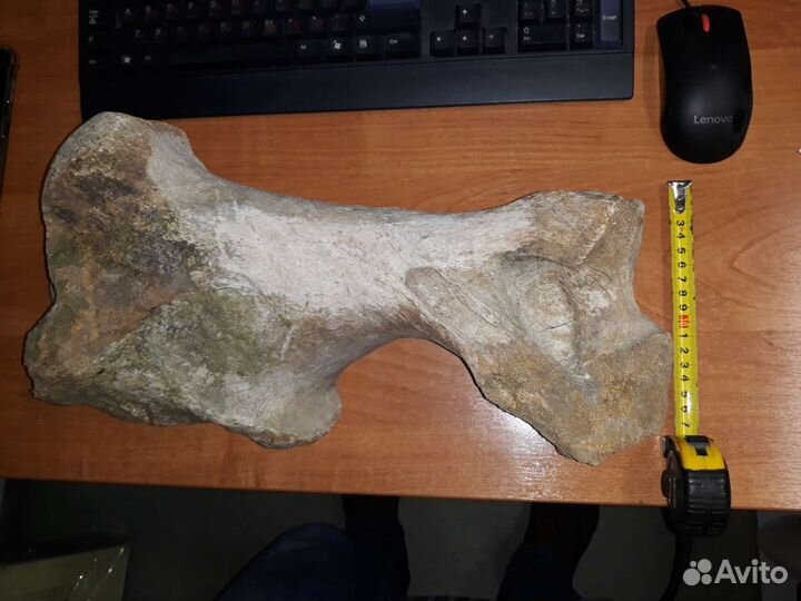 Кость мамонта