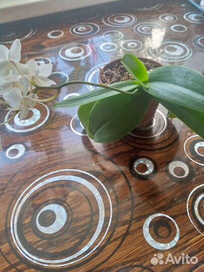 Мини орходея