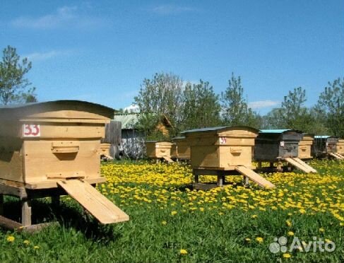 2024 Мёд натуральный из Алтая опт