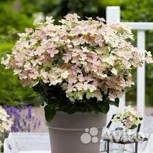 Миниатюрная гортензия Полистар
