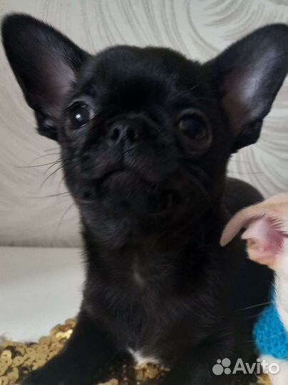 Щенки чихуахуа