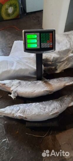 Щука свежая, с Ханты мансийского ао