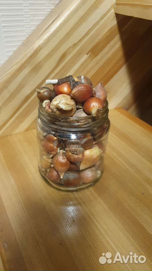 Тюльпаны (детки)