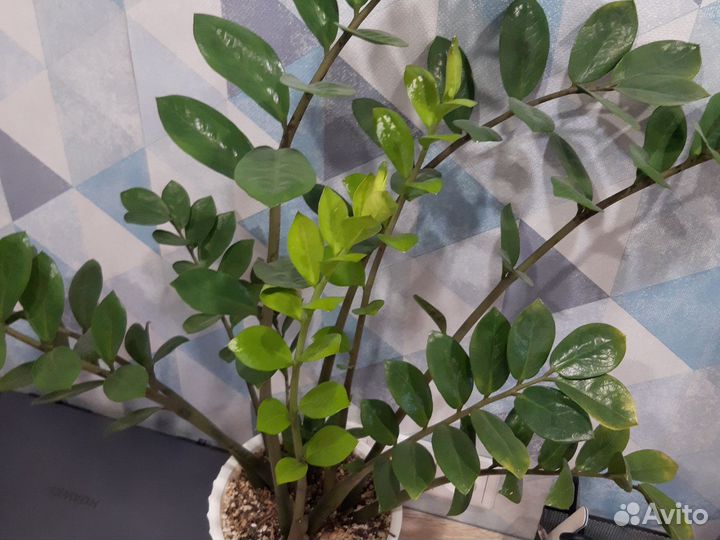 Замиокулькас