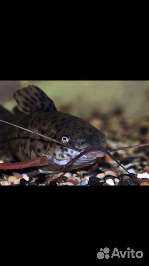 Сом таракатум