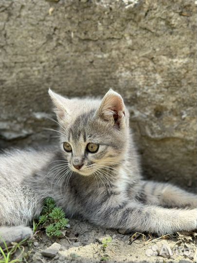 Котята бесплатно