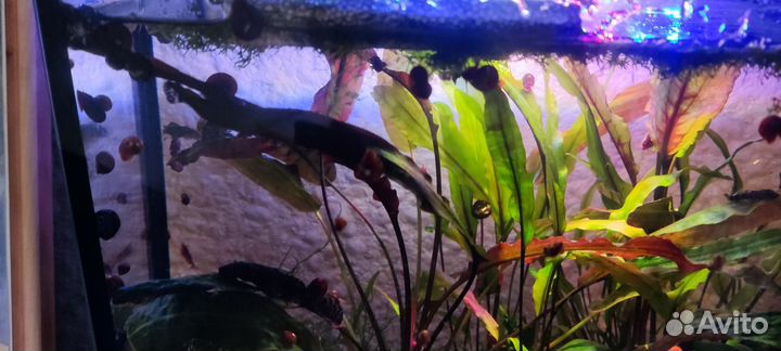 Улитки катушки