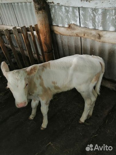 Телята молочные