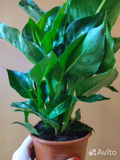 Диффенбахия Грин Мэджик / Green Magic