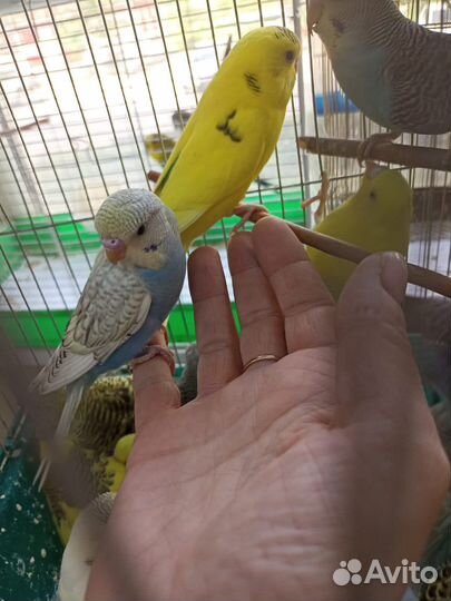 Попугай волнистый птенцы