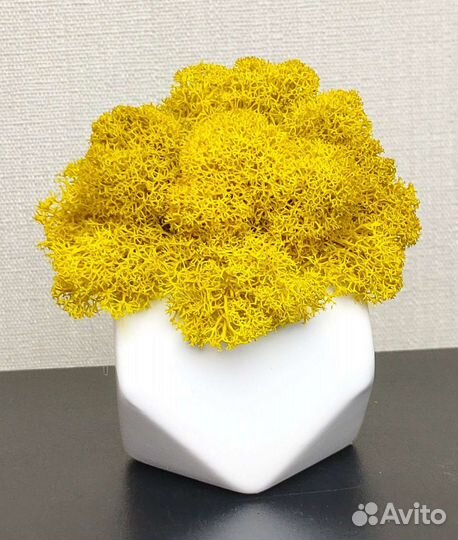 Кашпо со стабилизированным мхом