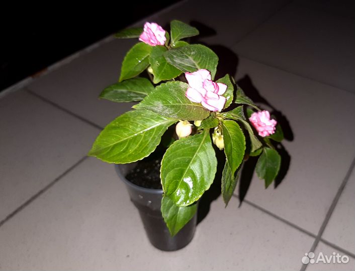 Бальзамин махровый Домашний