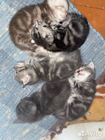 Шотландские котята