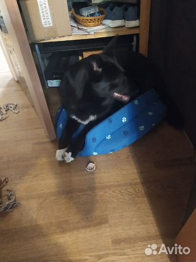 Собака в дар