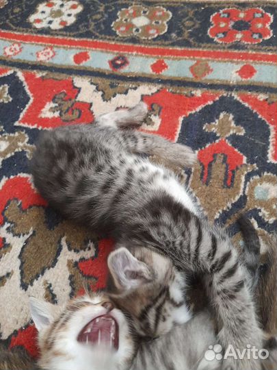 Бенгальские котята