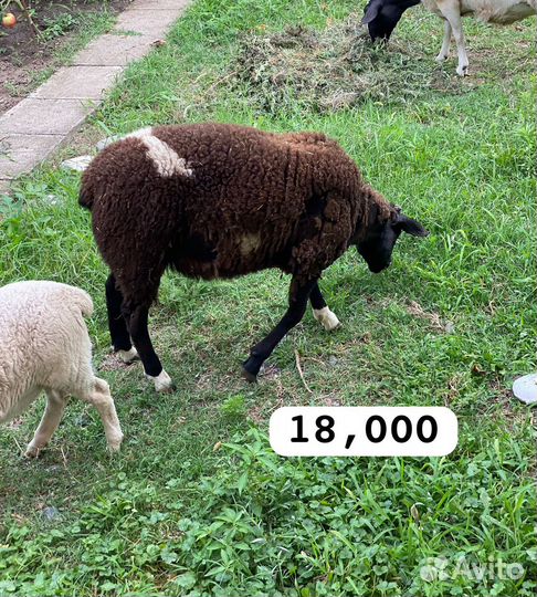 Бараны дорпер