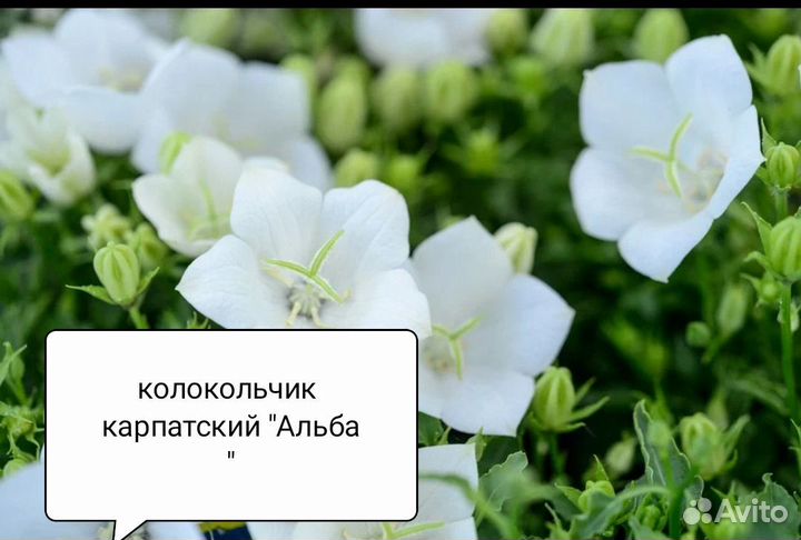 Колокольчик карпатский