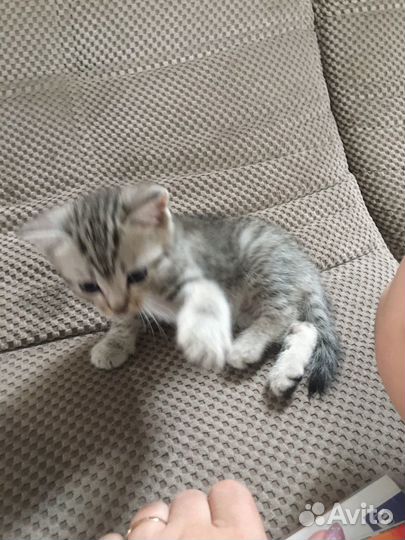 Кошка в дар