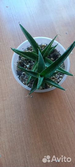 Сансевиерия Феноменал