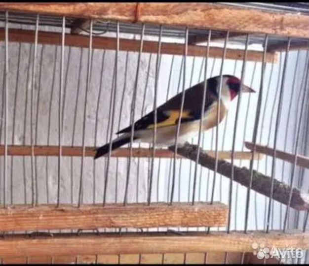 Певчие птицы