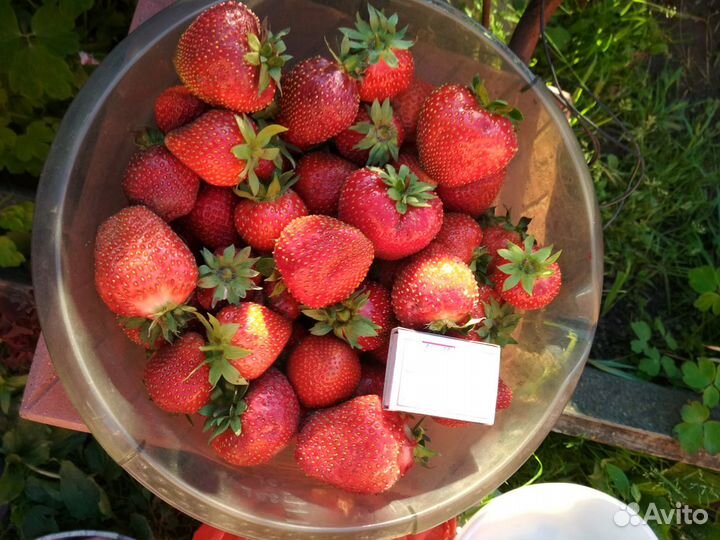 Саженцы клубники