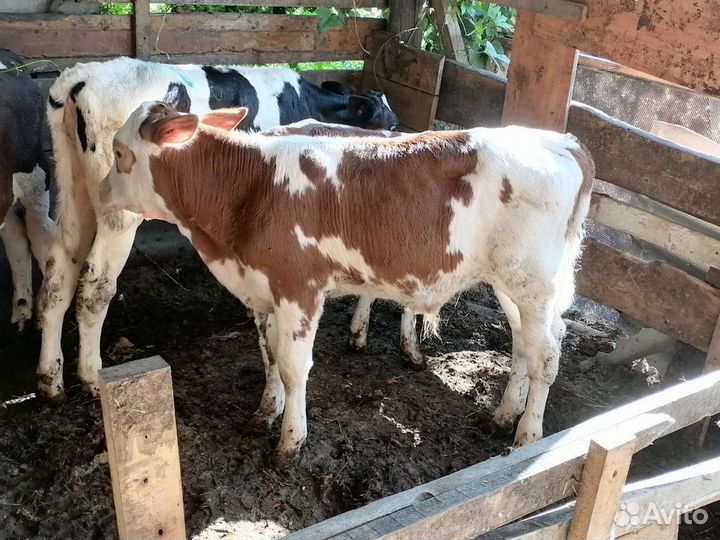 Быки и телочки