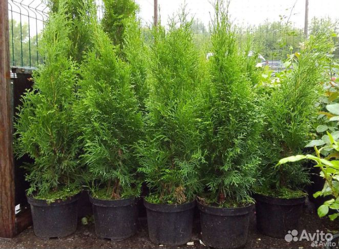 Туя смарагд