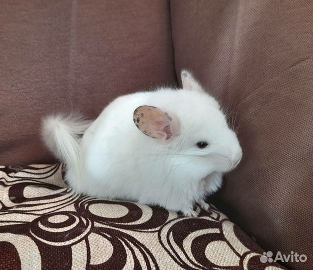 Пара Шиншилл