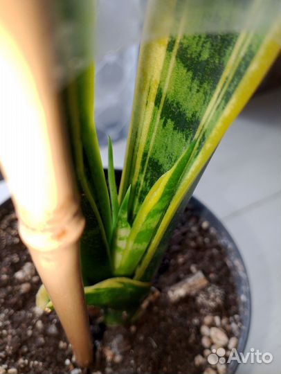 Сансевиерия Лауренти/ щучий хвост/ тёщин язык