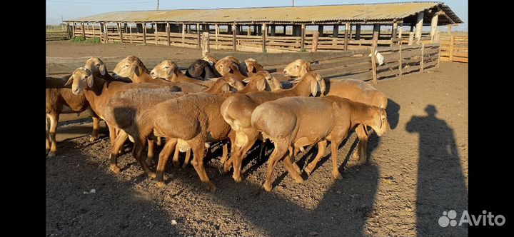 Продаются Бараны и матки