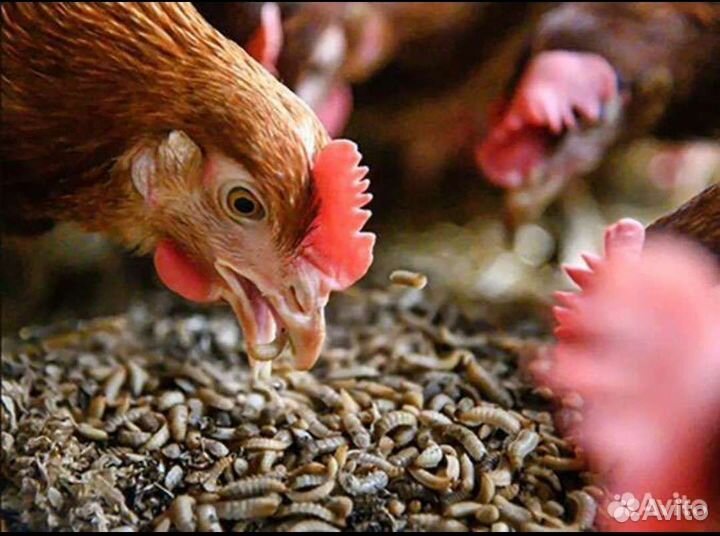 Яйца чёрной львинки