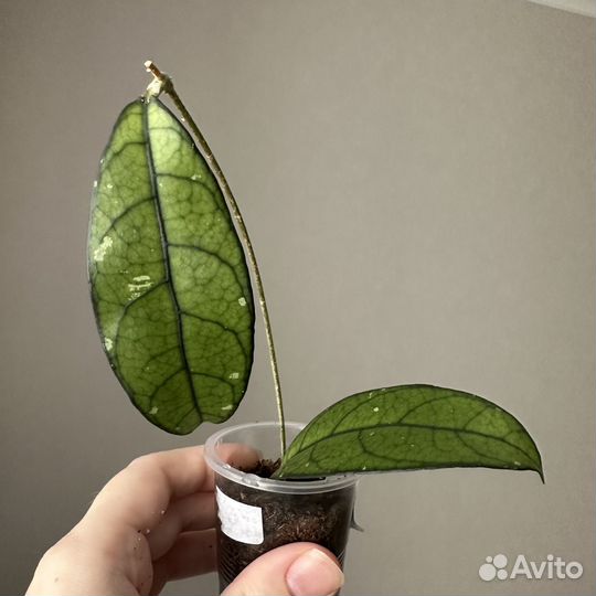 Хойя разные. Август