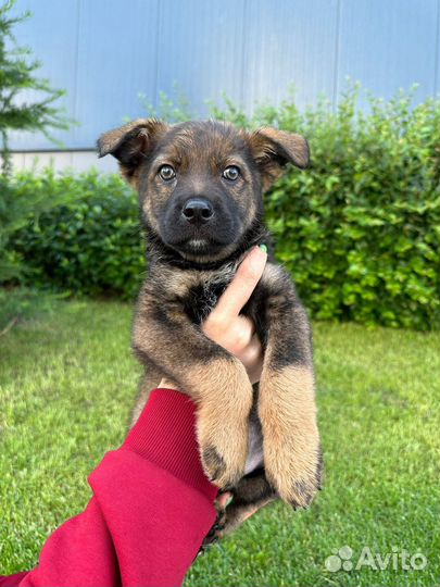 Метис немецкой овчарки