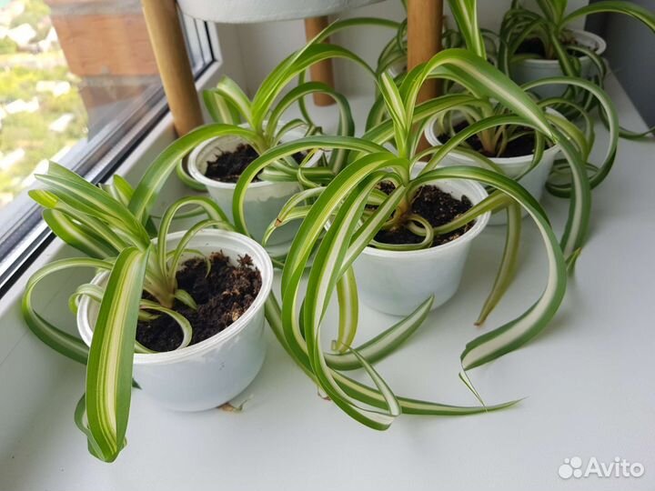 Хлорофитум кудрявый Бонни