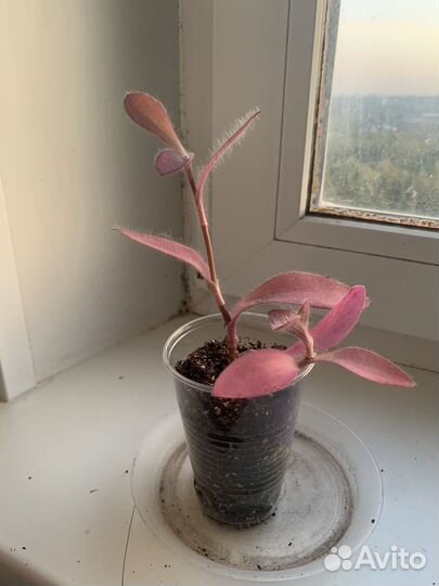 Сеткреазия