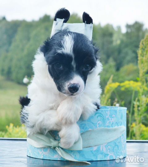 Породистый пуховый мальчик 2 мес