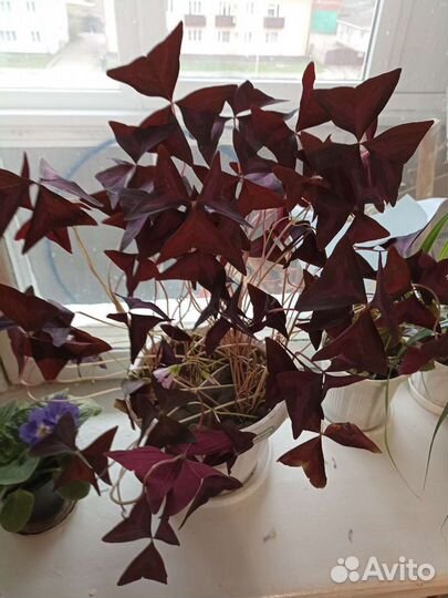 Комнатные цветы