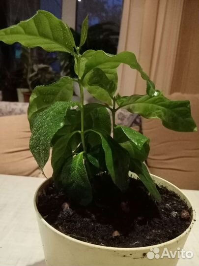 Кофейне дерево. Арабика