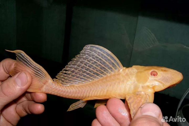 Птеригоплихт