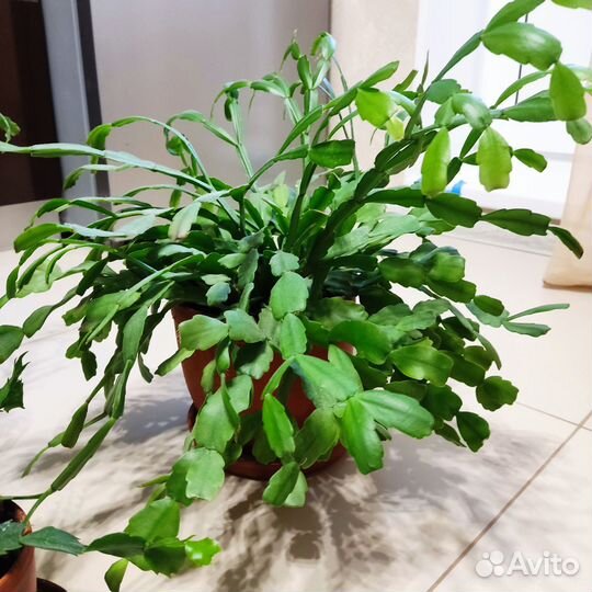 Декабрист (Кактус Шлюмбергера)