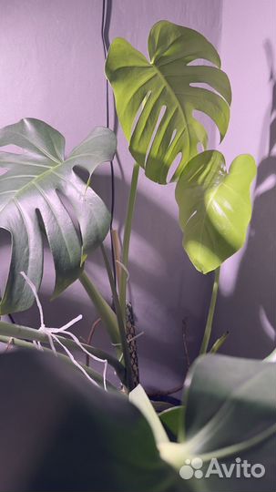 Монстера деликатесная крупная
