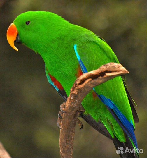 Эклектус (самец)