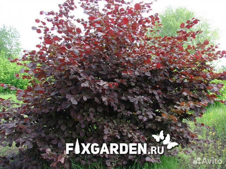 Лещина обыкновенная purpurea Высота от 150см