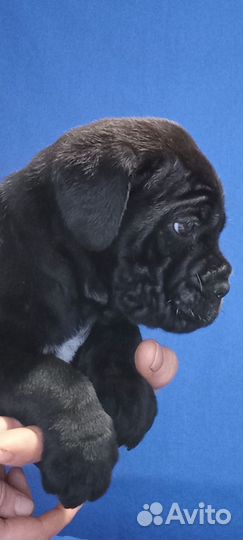 Щенки Кане-Корсо