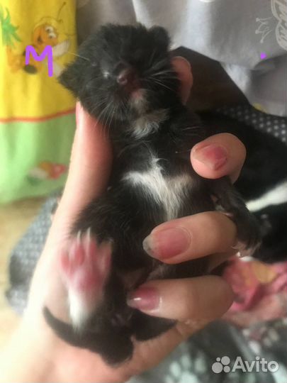 Котята маленькие на бронь